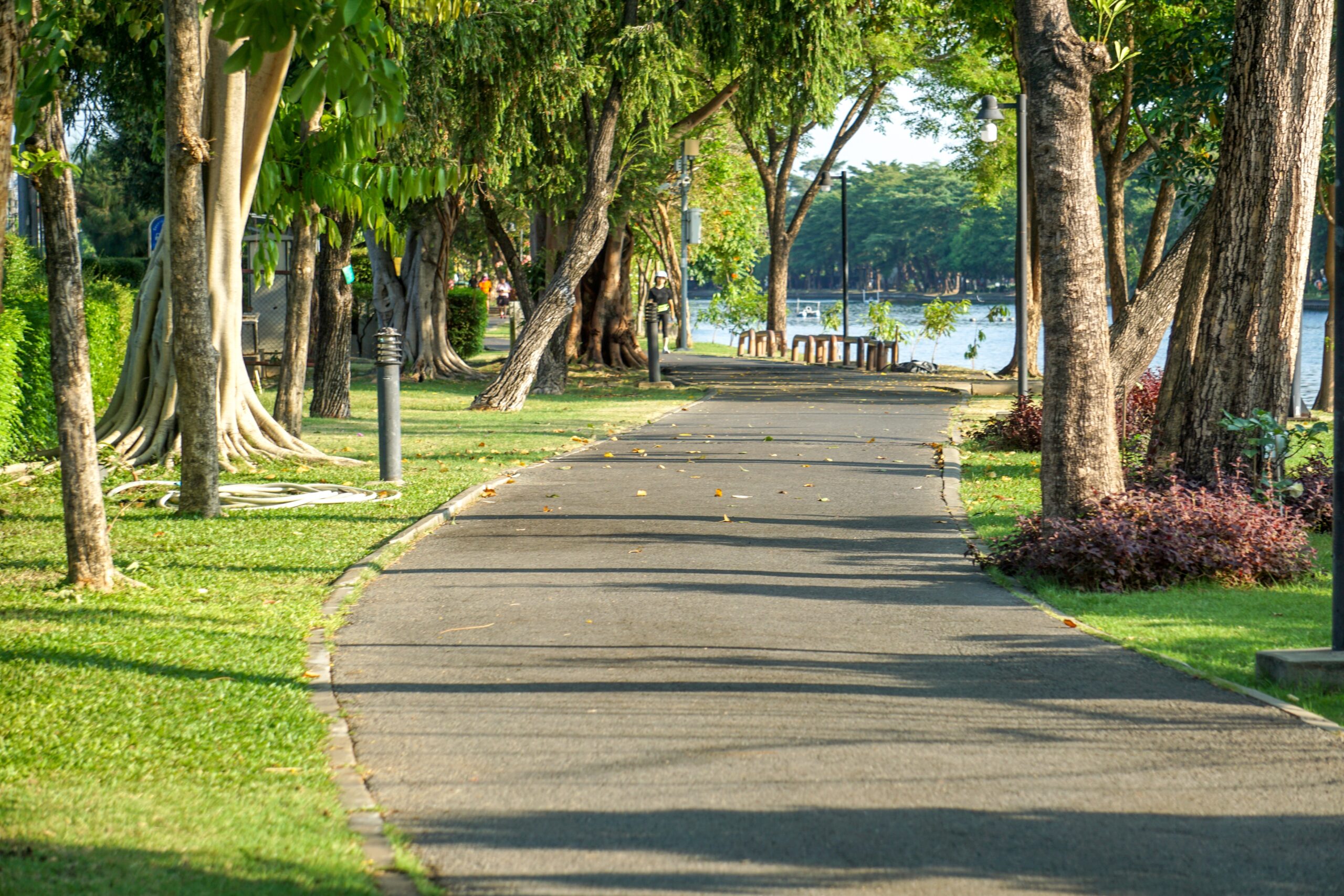 An image of a park with a path